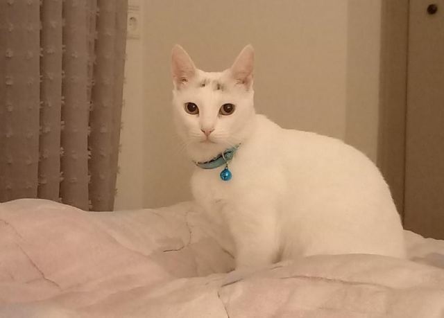 Χάθηκε η Χνούδι - Βοηθήστε να τη βρούμε!