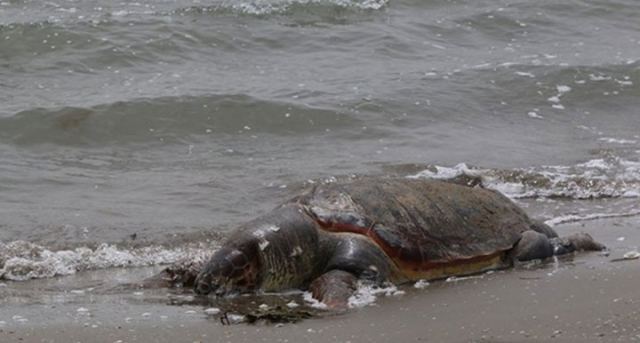 Νεκρές θαλάσσιες χελώνες σε ακτές της Φθιώτιδας και Εύβοιας