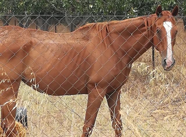 Υποσιτισμένο άλογο παρατημένο μέσα στον ήλιο και τον καύσωνα