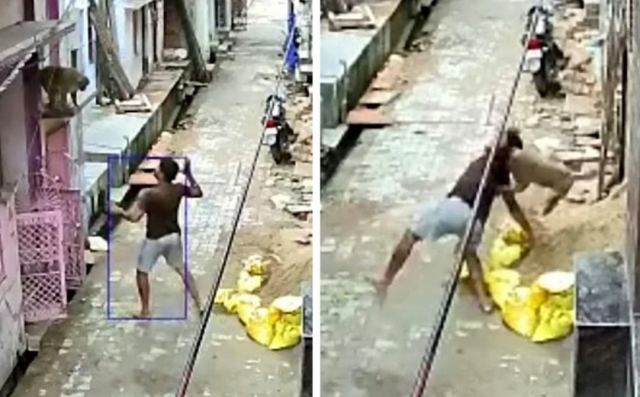 Πετούσε πέτρες σε αγέλη μακάκων και το «πλήρωσε» – Μαϊμού του επιτέθηκε και τον έβγαλε νοκ αουτ με μια κίνηση