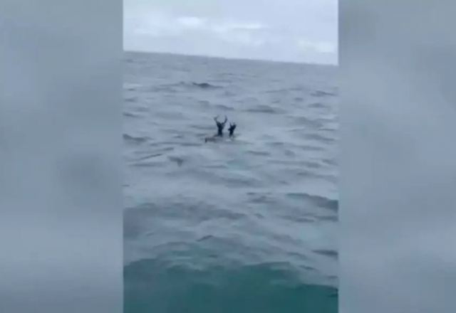 Ελάφια εντοπίστηκαν να κολυμπούν στον Ατλαντικό Ωκεανό – Άφωνοι οι ψαράδες (Βίντεο)