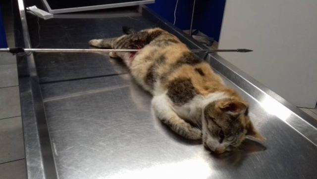 Σούβλισε τη γάτα του και «έφαγε» ένα χρόνο με αναστολή