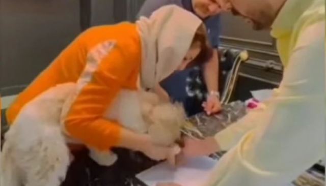 Μεσίτης μεταβίβασε διαμέρισμα σε σκύλο, αλλά έμπλεξε με το νόμο (ΒΙΝΤΕΟ)