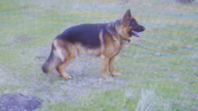 Χάθηκε γερμανικός ποιμενικός - Βοηθήστε να τον βρούμε