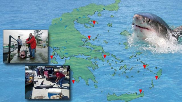 Τι ξέρετε για εμφανίσεις καρχαριών στις ελληνικές θάλασσες;