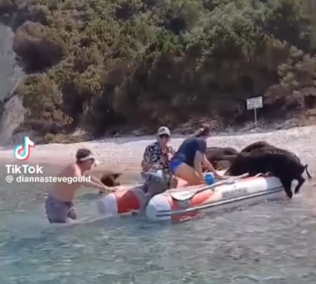 Πεινασμένα γουρουνάκια 