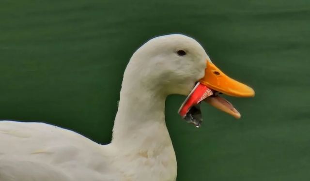 Λίμνη Μπελέτσι: Επιχείρηση της ΕΜΑΚ για να σωθεί πάπια με κουτί αναψυκτικού στο στόμα της