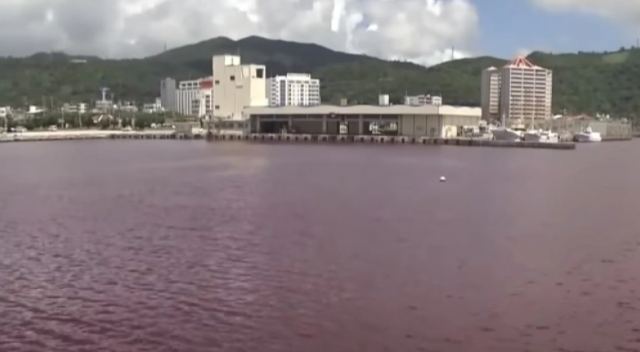 Ιαπωνία: Γιατί έγινε κόκκινη η θάλασσα (BINTEO)