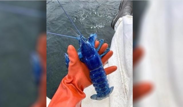 Ψαράς έπιασε σπάνιο μπλε αστακό στο Πόρτλαντ - Δείτε φωτογραφία