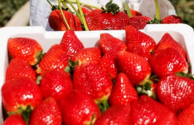 Συναγερμός στις ΗΠΑ! Βιολογικές φράουλες ύποπτες για την εξάπλωση της Ηπατίτιδας Α