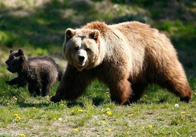 Αρκούδα επιτέθηκε σε κυνηγό και τον τραυμάτισε σοβαρά