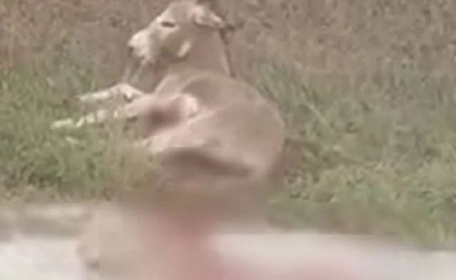 Έσερνε για ένα χιλιόμετρο ένα γαϊδουράκι με το αυτοκίνητό του