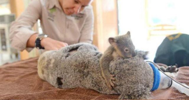 Μωρό κοάλα κρατάει τη μαμά του που κάνει εγχείρηση (Βίντεο)
