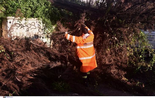 «Βγήκε στην αυλή να πάρει το κινητό και τον καταπλάκωσε δέντρο»