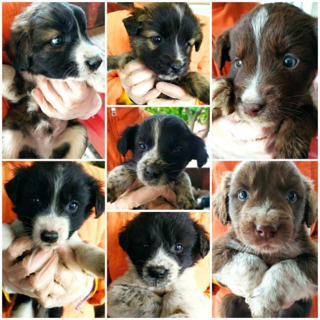 Τα όμορφα κουταβάκια ψάχνουν σπίτι