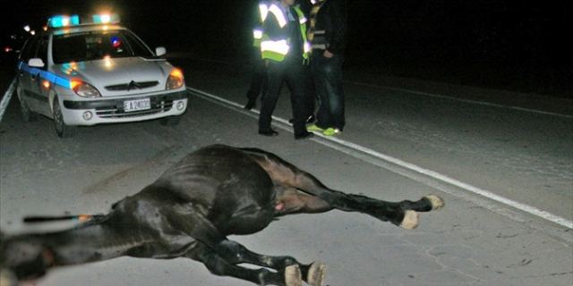 Φθιώτιδα: Τράκαρε με άλογο και τραυματίστηκε σοβαρά