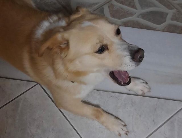 Ψάχνουμε το σκυλάκι της φωτογραφίας