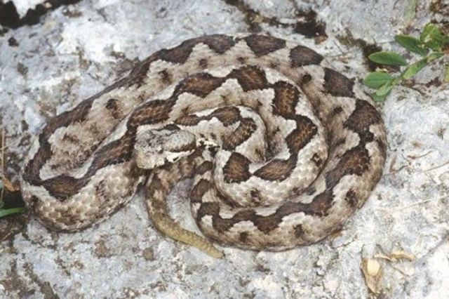 Τι κάνουμε αν δούμε φίδι και πώς αντιμετωπίζουμε το τσίμπημα