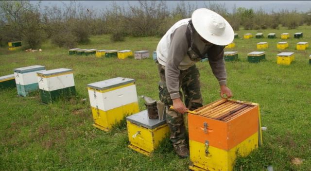 Τι έκρυβαν οι κυψέλες;
