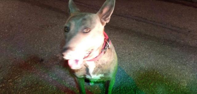 Μήπως ψάχνετε τη σκυλίτσα της φωτογραφίας;