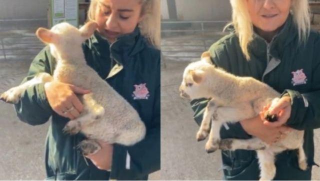 Στη Βρετανία γεννήθηκε αρνάκι με πέντε πόδια