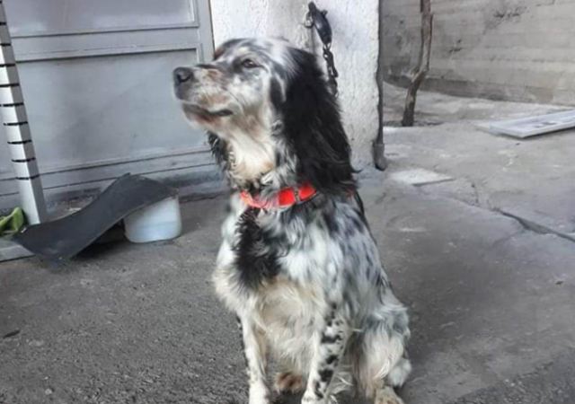 Μήπως αναζητάτε τη σκυλίτσα της φωτογραφίας;