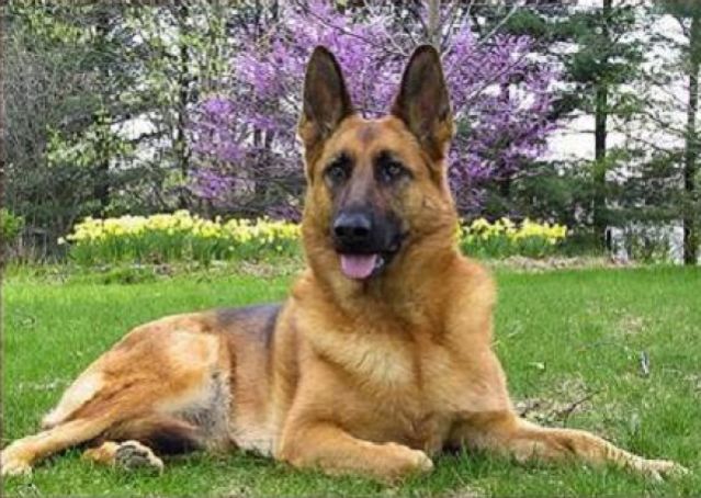 Χάθηκε γερμανικός ποιμενικός