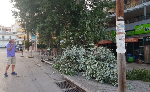 Λαμία: Τεράστιο κλωνάρι έπεσε σε πολυσύχναστο δρόμο (ΦΩΤΟ)