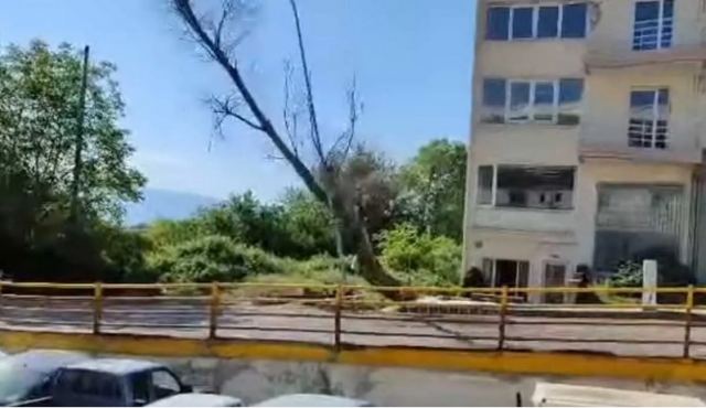 Κοζάνη: Η στιγμή που κόβει μόνος ένα μεγάλο δέντρο και αυτό πέφτει δίπλα από διερχόμενα αυτοκίνητα