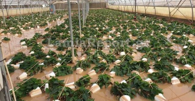 Λαμία: Ολοκληρωτική καταστροφή σε θερμοκήπιο από τις πλημμύρες - ΦΩΤΟ