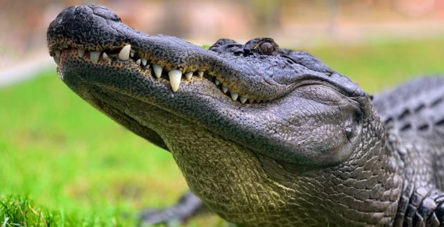 Στρατιωτικά ελικόπτερα οδηγούν τους κροκόδειλους στην Αυστραλία σε… σεξουαλική φρενίτιδα