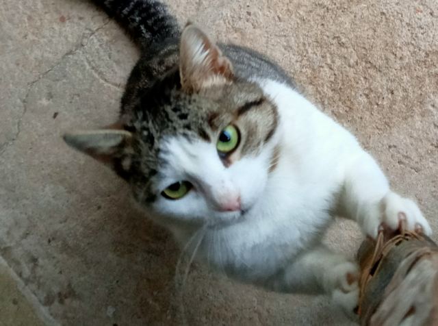 Χάθηκε η γατούλα της φωτογραφίας...