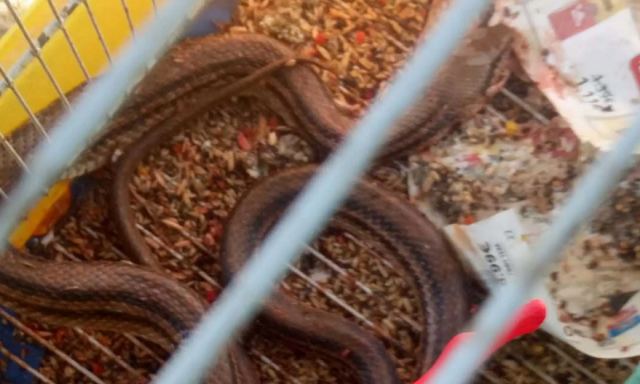 Φίδι μπήκε μέσα στο κλουβί και έφαγε 16 καναρίνια - Σε σοκ από τις εικόνες η ιδιοκτήτρια