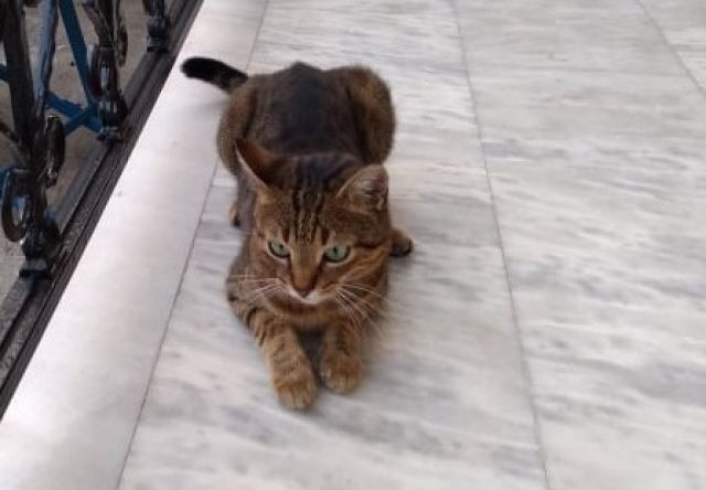 Η επανάσταση των γάτων ή...όταν οι γάτες σε κάνουν ό, τι θέλουν!