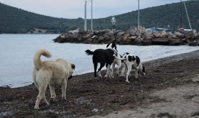 Αγέλες με αδέσποτα στη Σκάλα Αταλάντης