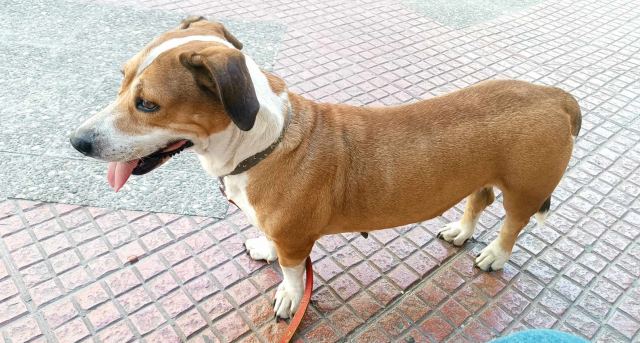 Βρέθηκε η σκυλίτσα της φωτογραφίας - Μήπως την αναζητάτε;