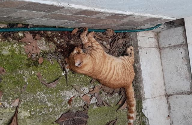 Προσοχή: Ρίχνουν φόλες στην οδό Φοίνικος στη Λαμία