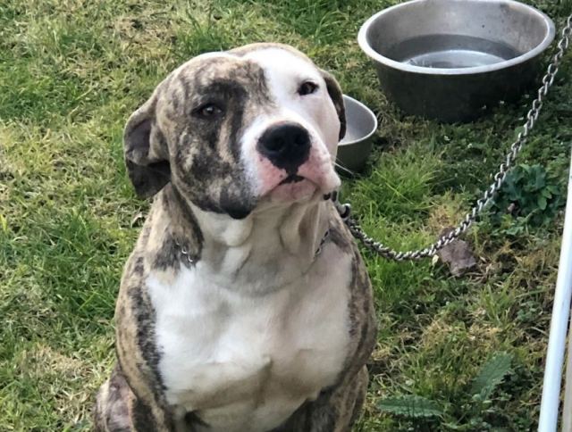 Βρέθηκε ο σκύλος της φωτογραφίας στον Αφανό!