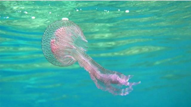 Αυτές είναι οι επικίνδυνες περιοχές για τις μωβ μέδουσες - Δείτε χάρτη