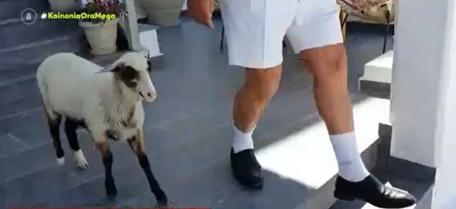 Ατραξιόν έχει γίνει η Ελπίδα, το πρόβατο που πάει σούπερ μάρκετ και «πίνει» καφέ