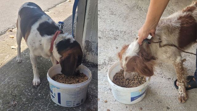 Φθιώτιδα: Πυροσβέστες διέσωσαν από φρεάτιο δύο κυνηγόσκυλα (ΦΩΤΟ)