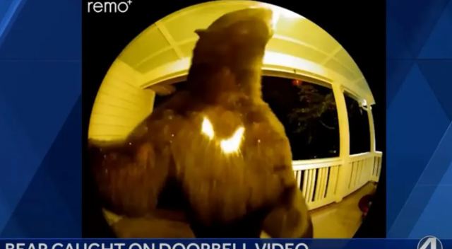 Αρκούδα... επισκέφτηκε σπίτι στη Νότια Καρολίνα και χτύπησε το κουδούνι (ΒΙΝΤΕΟ)