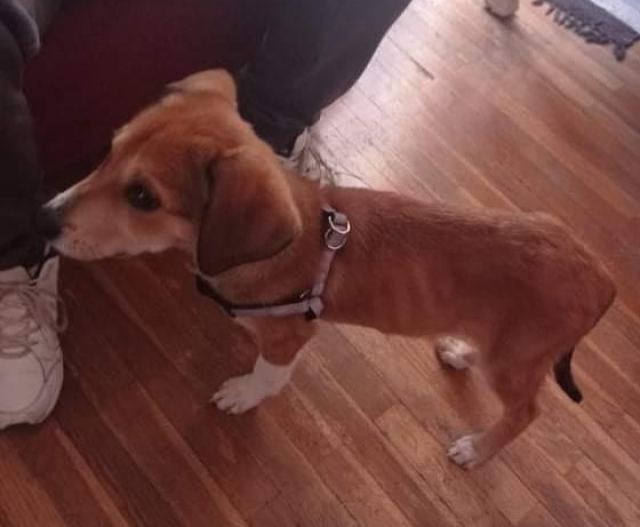 Ποιος θα υιοθετήσει αυτό το κουταβάκι?