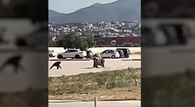 Αττικό Ζωολογικό Πάρκο: «Ποινικό αδίκημα η θανάτωση του χιμπατζή» - Αναλαμβάνει την υπόθεση ο Κούγιας