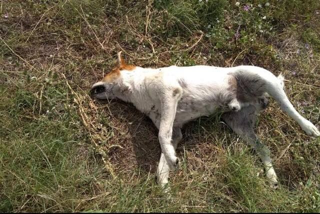 Φόλες παντού στη Φθιώτιδα!