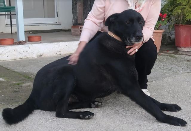 Χάθηκε ο σκύλος της φωτογραφίας