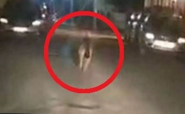 Η στιγμή που ο ντελιβεράς «παγώνει» βλέποντας τον λύκο στο δρόμο του - ΒΙΝΤΕΟ
