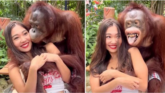 «Ξαναχτύπησε» ο... ασυγκράτητος ουρακοτάγκος της Ταϊλάνδης πιάνοντας το στήθος επισκέπτριας