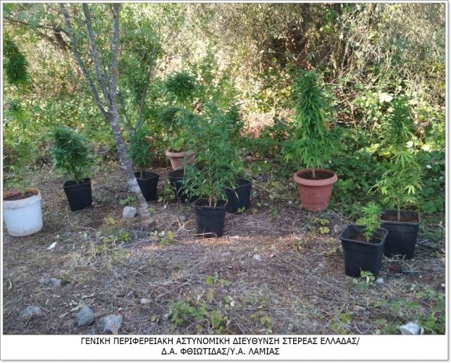 Φθιώτιδα: Χειροπέδες σε 28χρονο για καλλιέργεια δενδρυλλίων