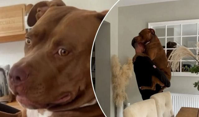 Σκύλος 50 κιλών… νιώθει σαν κουτάβι